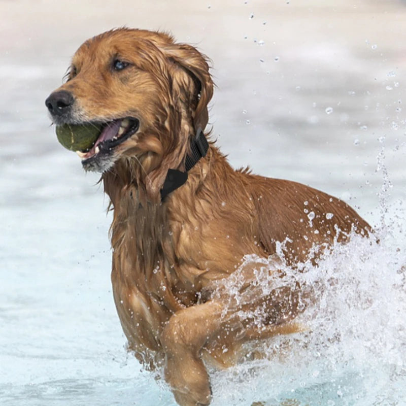 Localizador GPS para Perro y Gato | Tiempo Real | Compatible Apple Find
